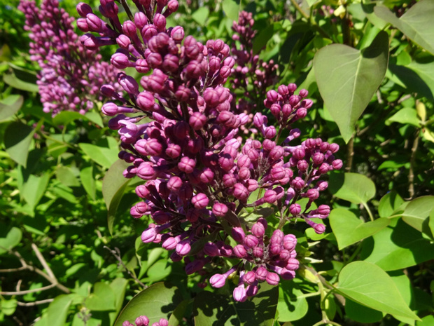 Сирень обыкновенная - Syringa vulgaris