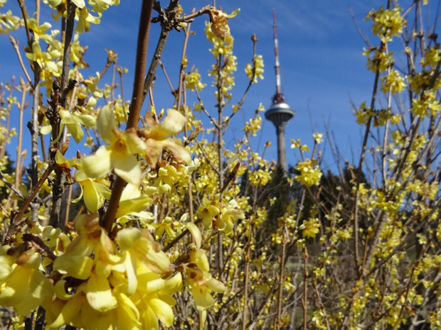 Форзиция манчжурская - Forsythia mandshurica