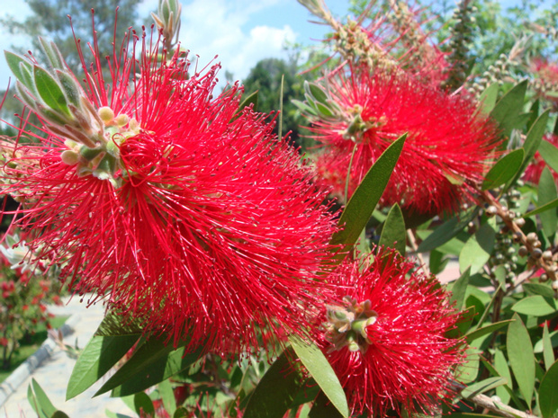 Каллистемон лимонный - Callistemon citrinus