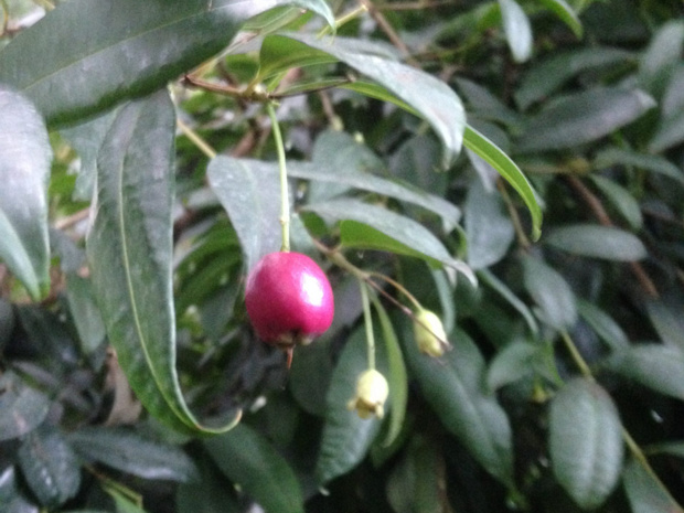 Сизигиум метельчатый - Syzygium paniculatum