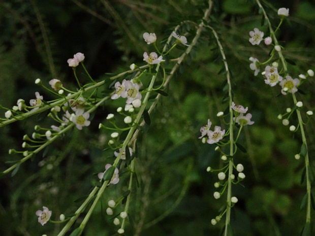 Триптомена горная - Thryptomene saxicola