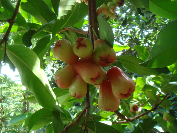 Яванское яблоко - Syzygium samarangense