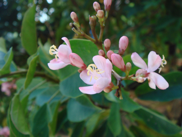 Ятрофа цельнокрайняя розовая - Jatropha integerrima cv. 'Pink'