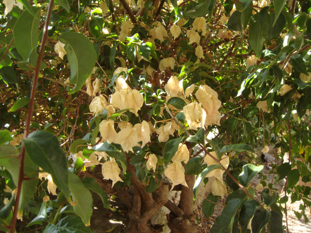 Бугенвиллея оголенная белая форма - Bougainvillea glabra f. alba