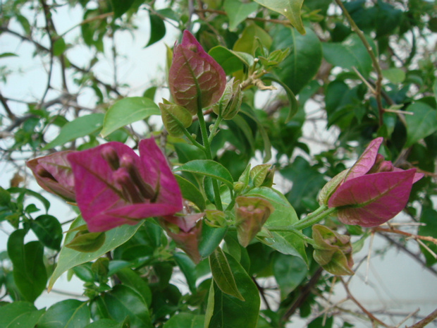 Бугенвиллея оголенная - Bougainvillea glabra