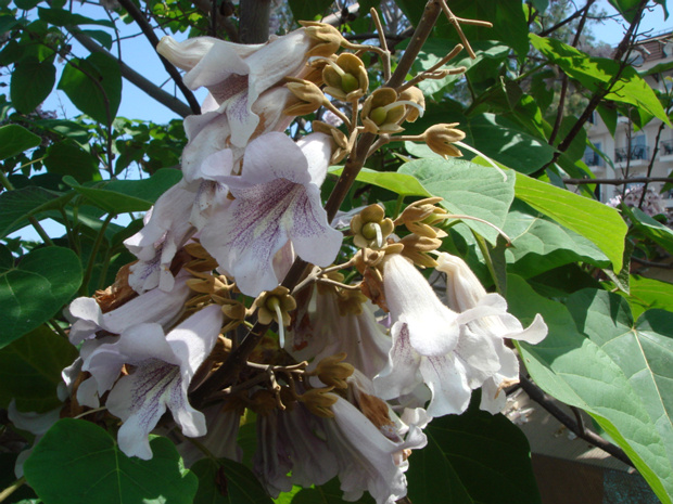 Павловния войлочная - Paulownia tomentosa