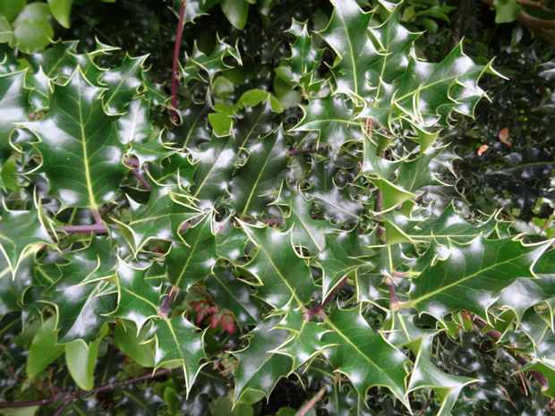 Падуб обыкновенный, остролистный, Остролист - Ilex aquifolium