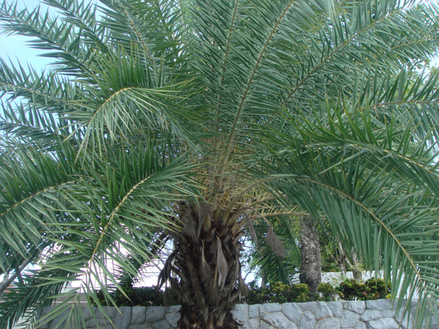 Пальма 1 - Arecaceae sp