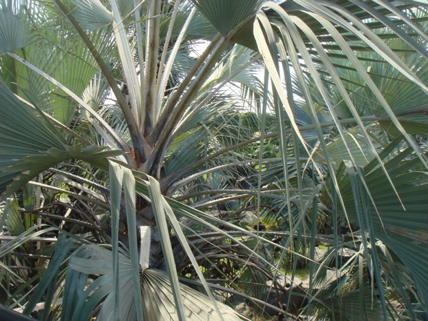 Пальма 7 - Arecaceae sp