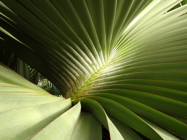 Пандан полезный - Pandanus utilis