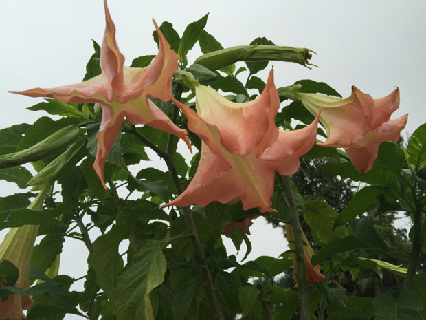 Бругмансия ароматная - Brugmansia suaveolens