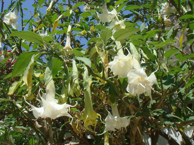 Бругмансия древесная - Brugmansia arborea