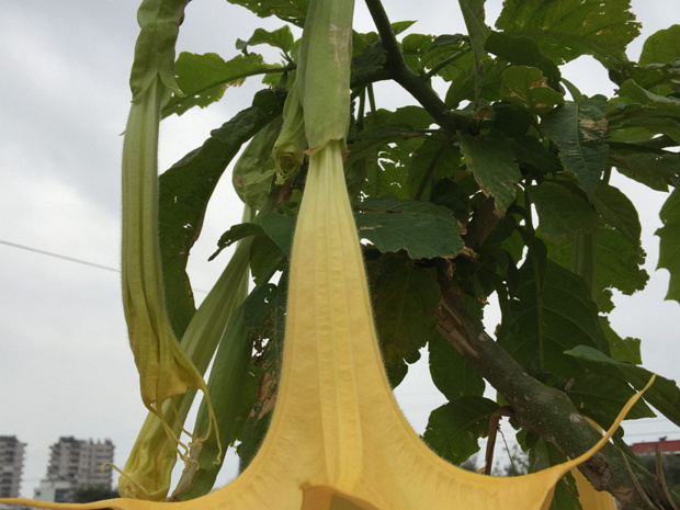 Бругмансия золотистая - Brugmansia aurea