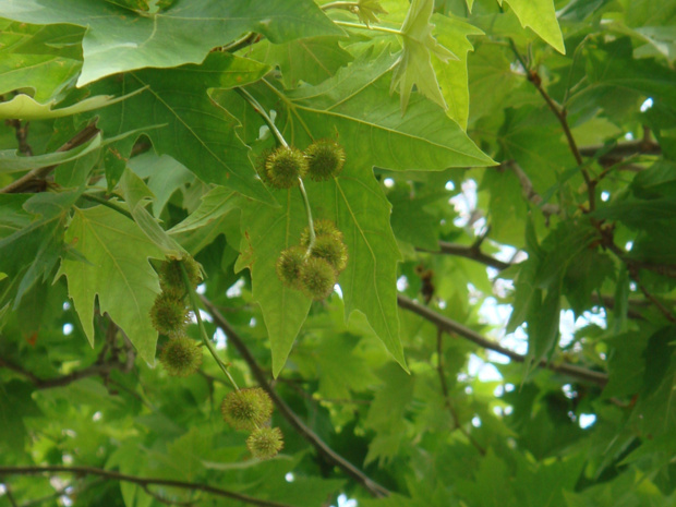 Платан восточный - Platanus orientalis