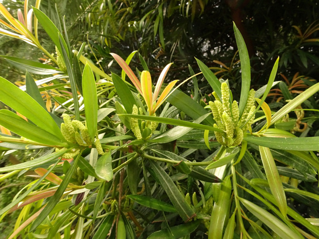 Ногоплодник олеандролистный - Podocarpus neriifolius