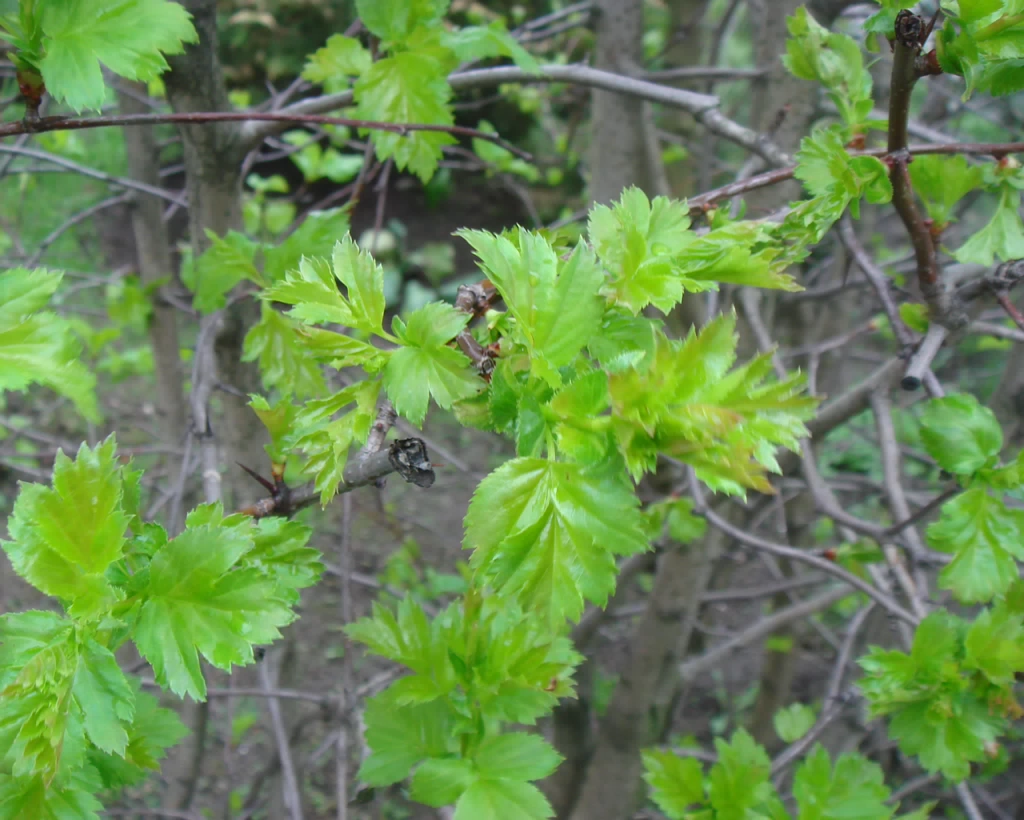DSC00237