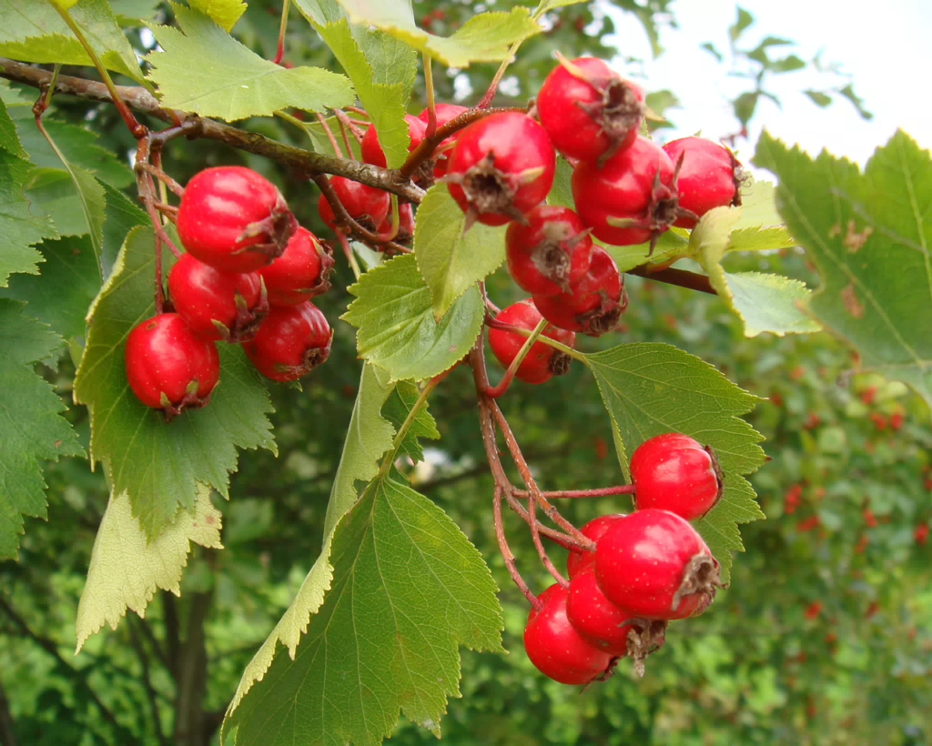 DSC00519