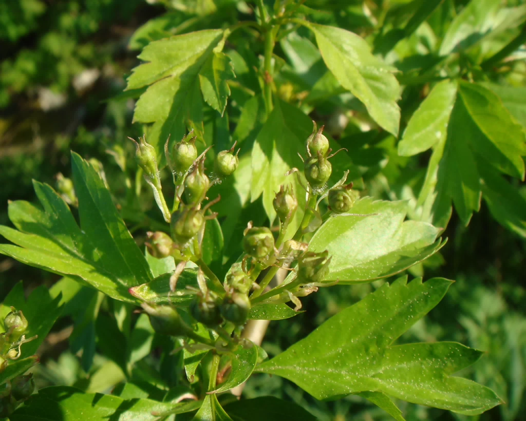 DSC00604