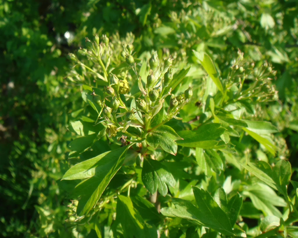 DSC00605