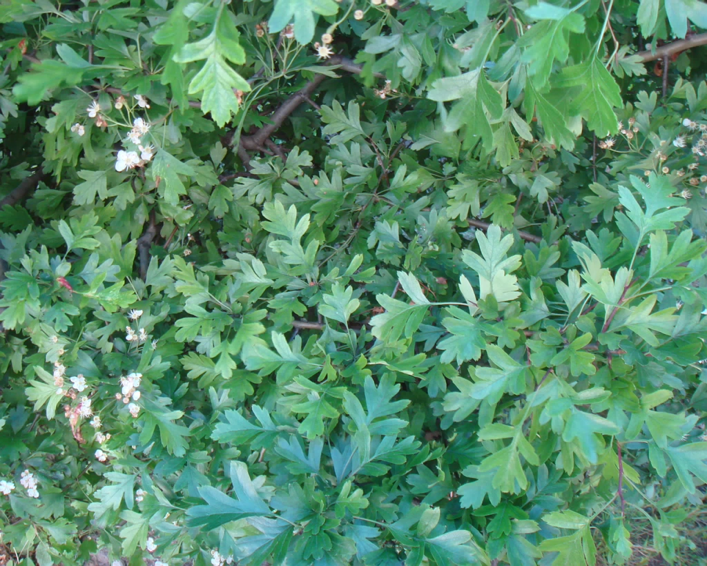 DSC01582