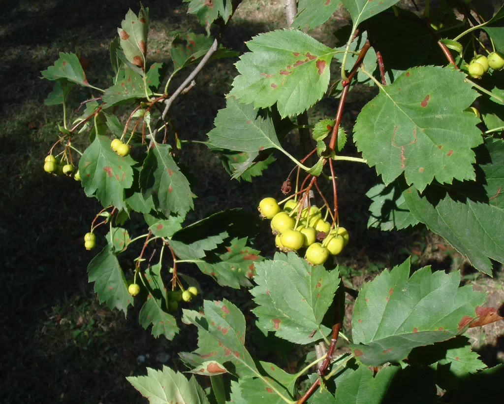 DSC04346