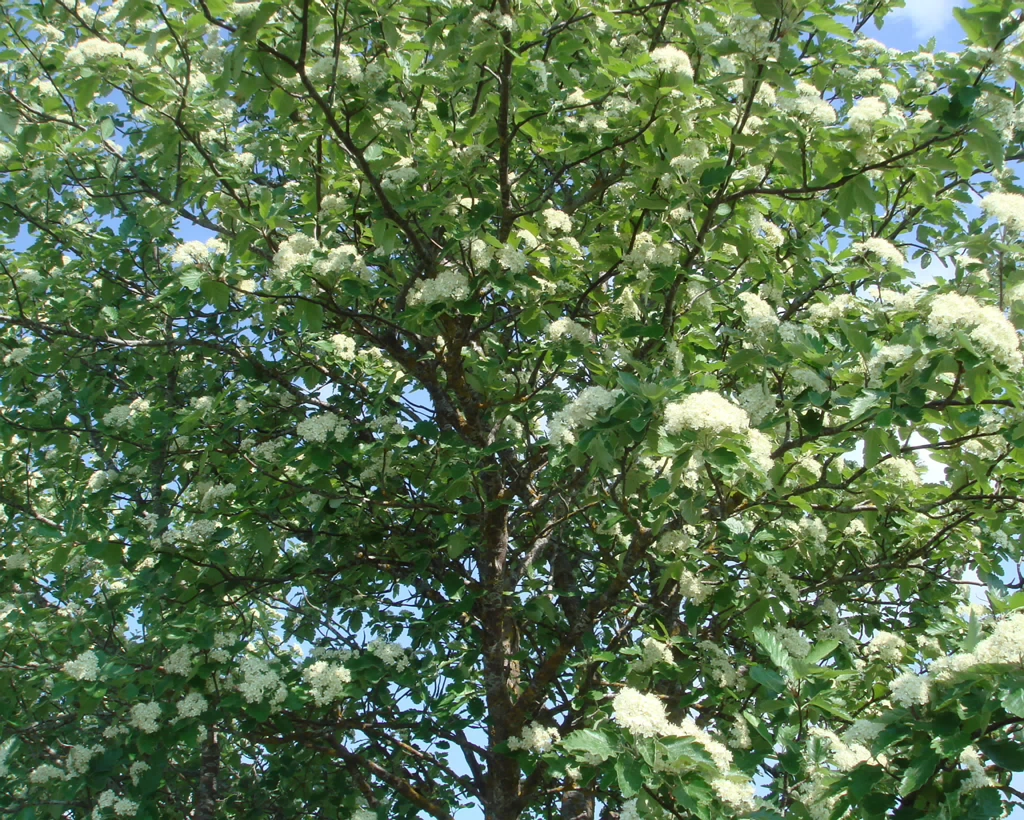 DSC08519