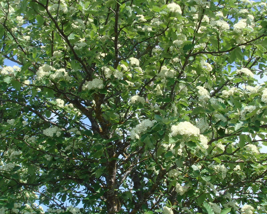 DSC08520