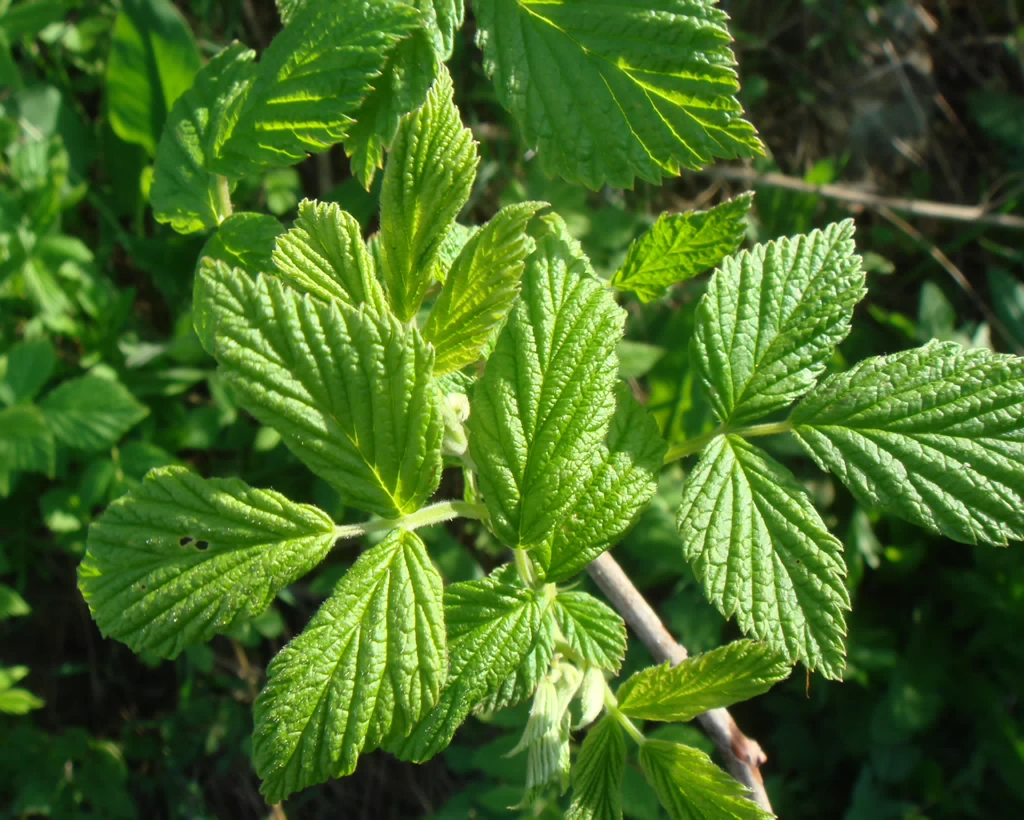DSC00395
