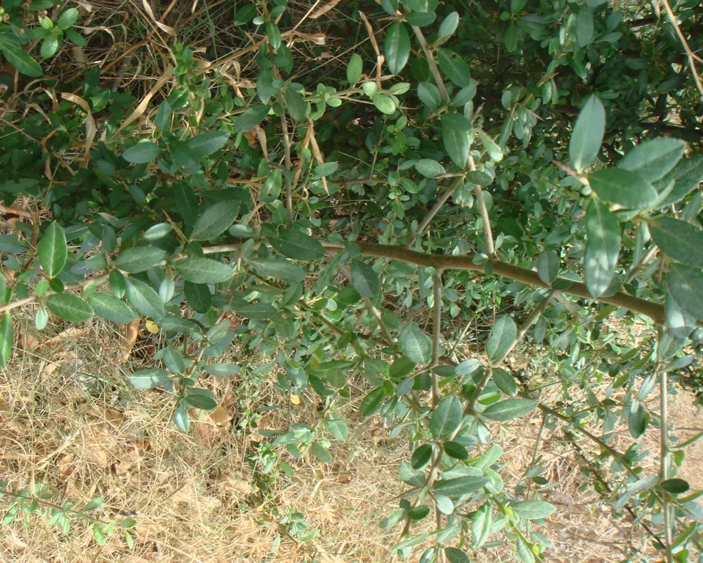 DSC02993