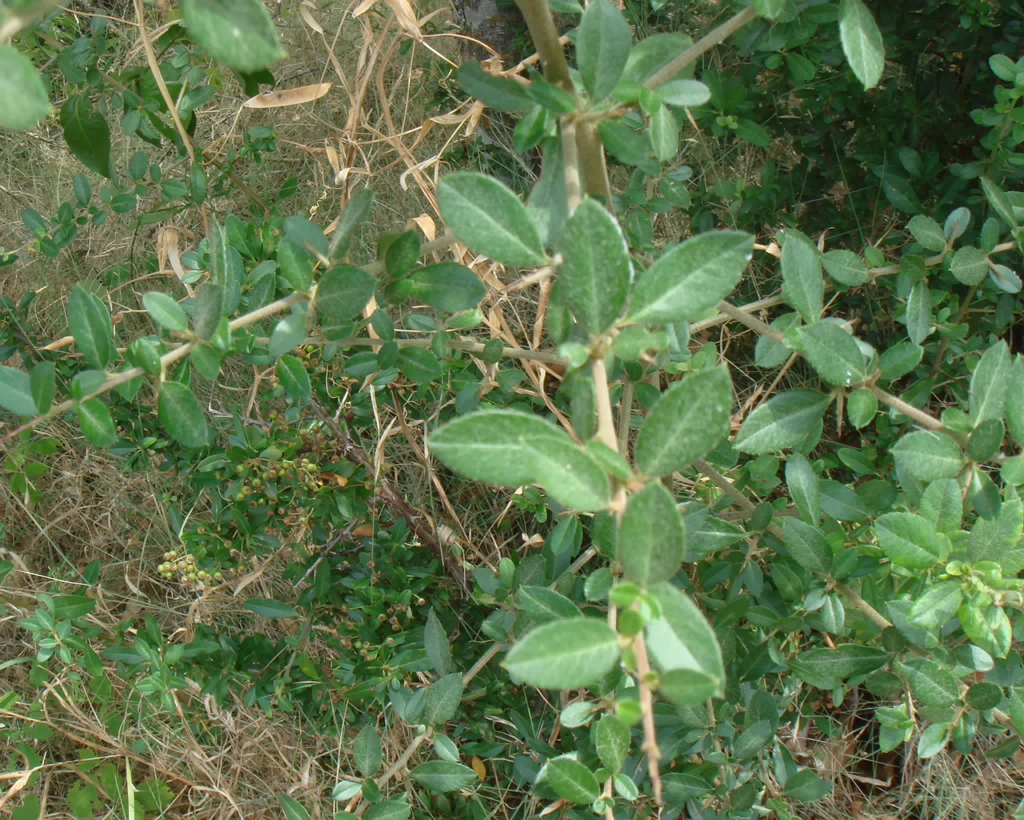 DSC02994