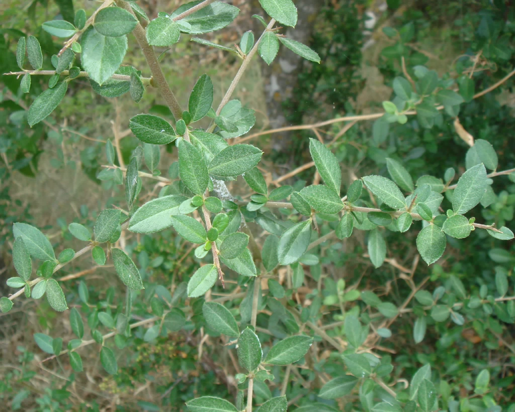 DSC02995