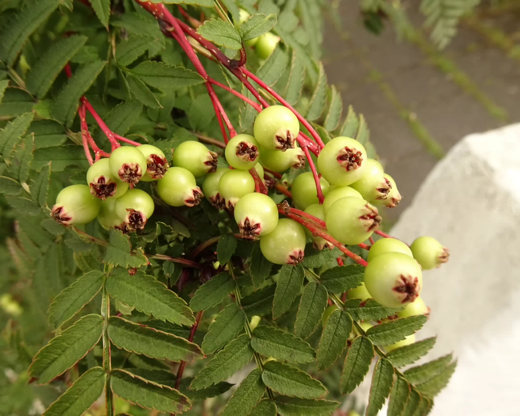 Sorbus koehneana 22-Jul-19 _ 11_59_50