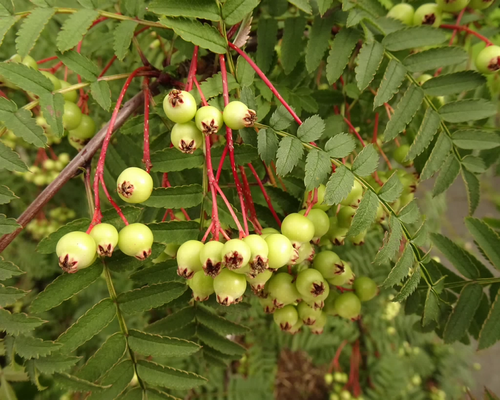 Sorbus koehneana 22-Jul-19 _ 11_59_56