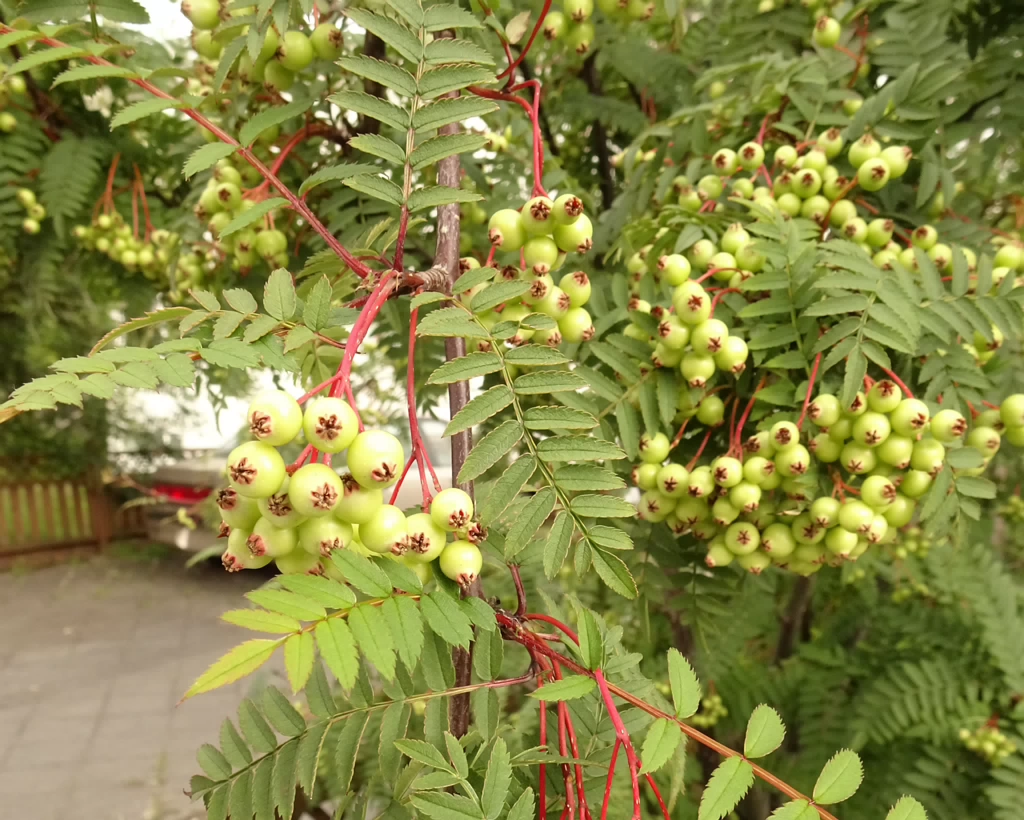 Sorbus koehneana 22-Jul-19 _ 12_00_02