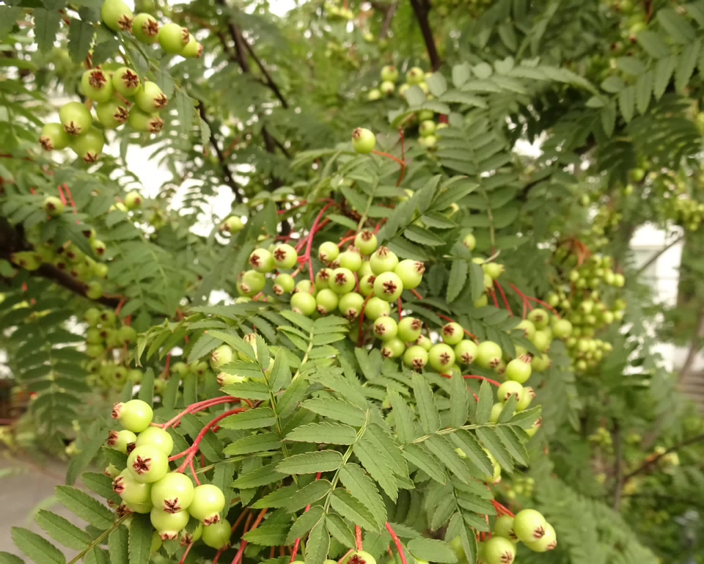 Sorbus koehneana 22-Jul-19 _ 12_00_06