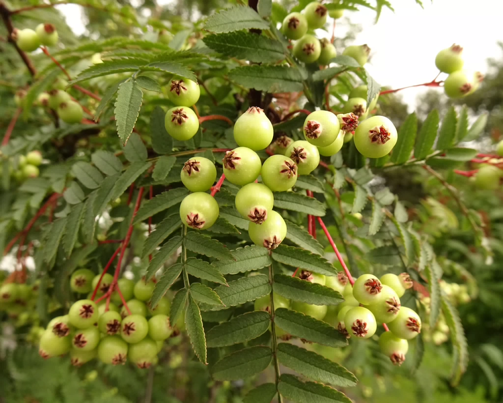 Sorbus koehneana 22-Jul-19 _ 12_00_14