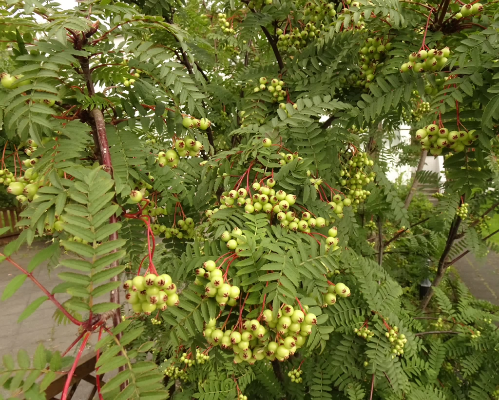 Sorbus koehneana 22-Jul-19 _ 12_00_22