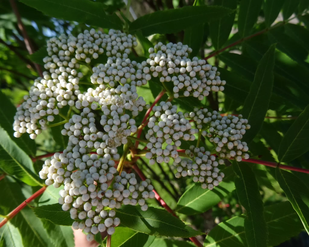 DSC04357