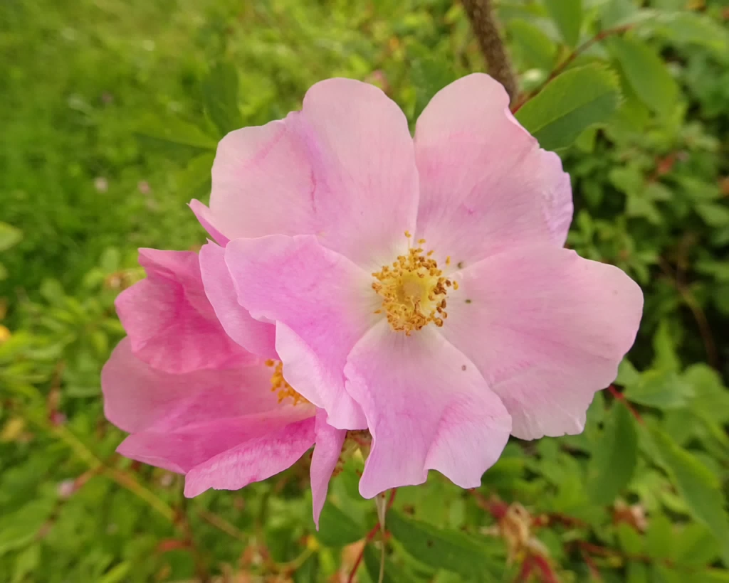 0DSC09300