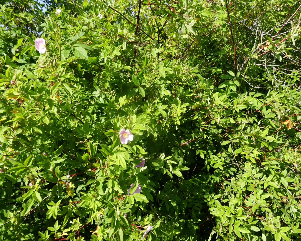 DSC02189