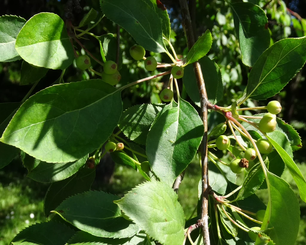 DSC04227