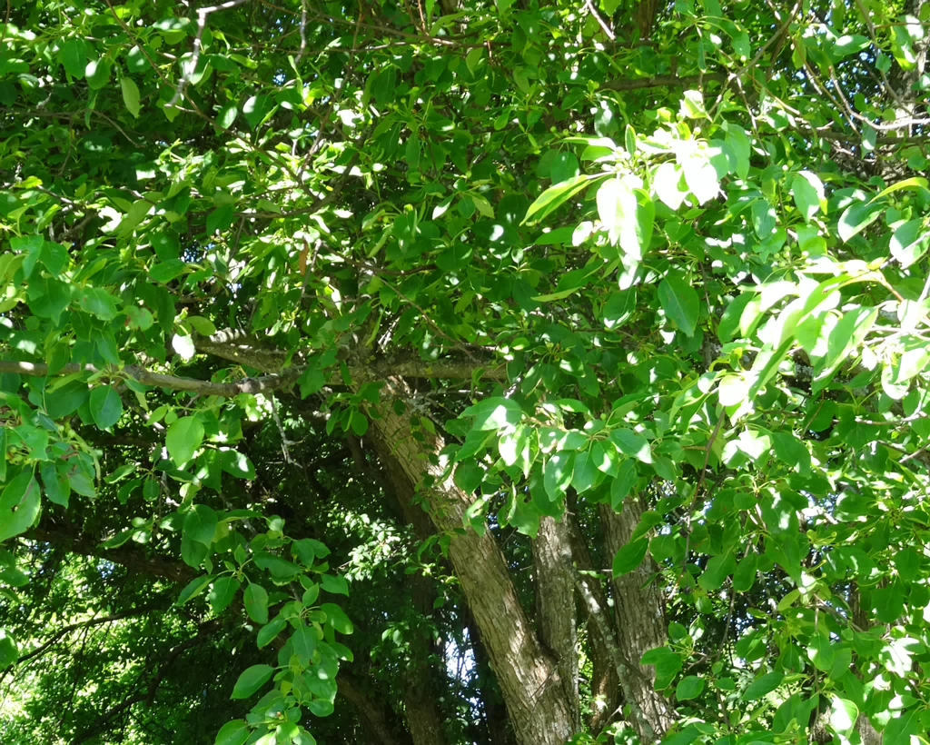 DSC04230
