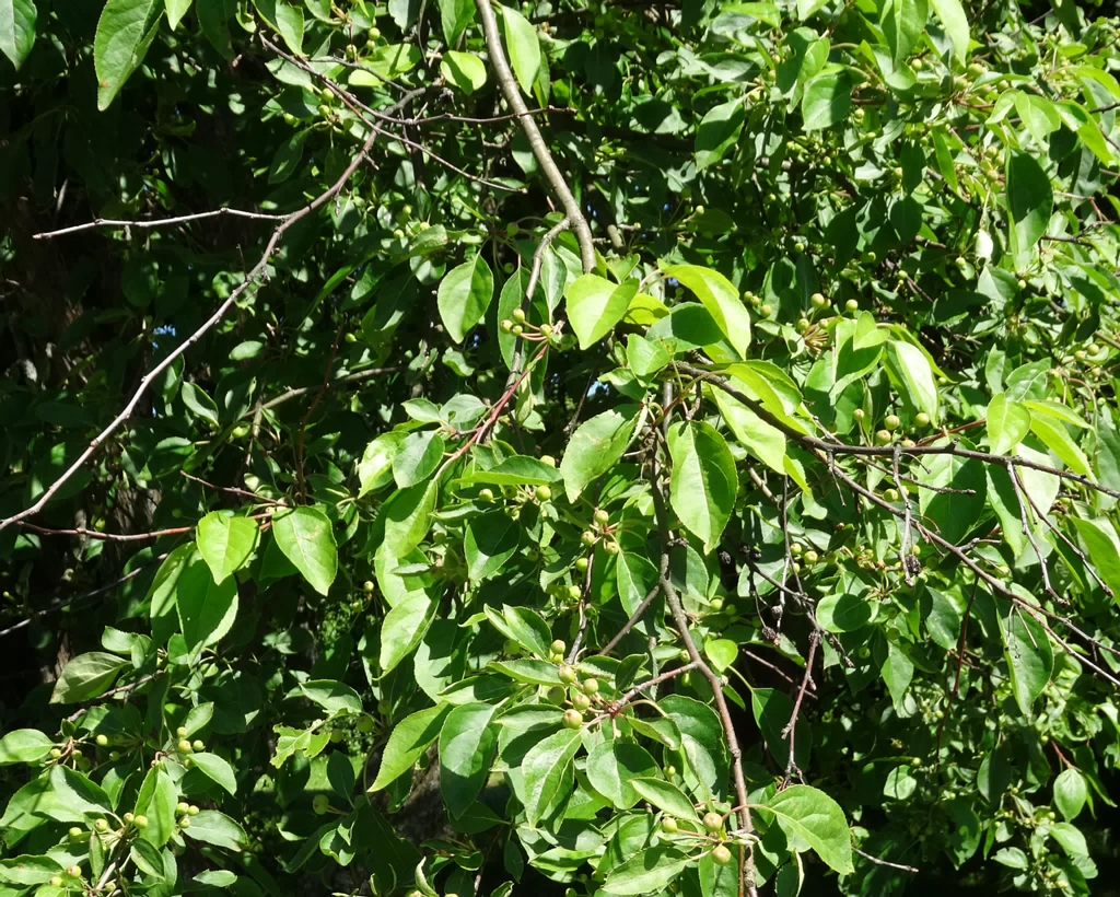 DSC04231