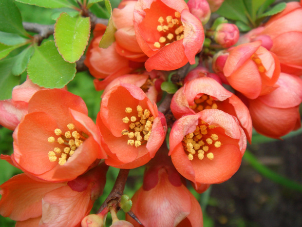 Айвочка прекрасная - Chaenomeles speciosa