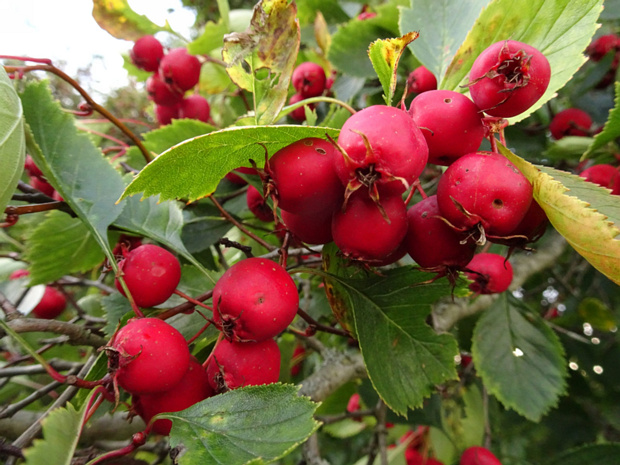 Боярышник золотистоплодный - Crataegus chrysocarpa