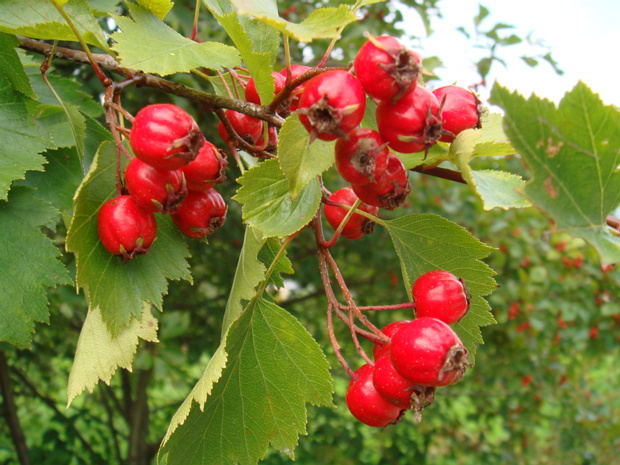 Боярышник однопестичный - Crataegus monogyna