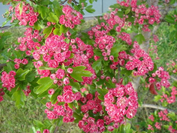 Боярышник сглаженный - Crataegus laevigata