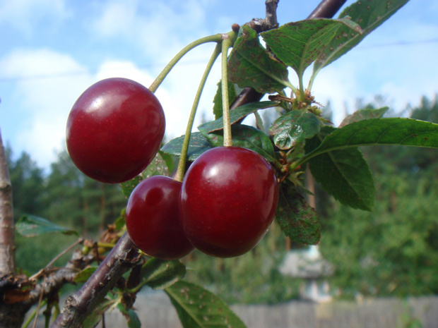 Вишня кислая - Prunus cerasus