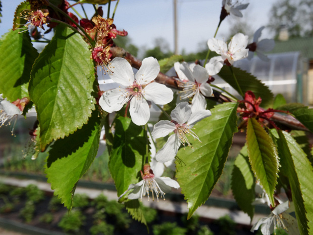 Вишня птичья, Черешня - Prunus avium