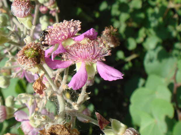 Ежевика кустистая пурпурная форма - Rubus fruticosus f. purpurea